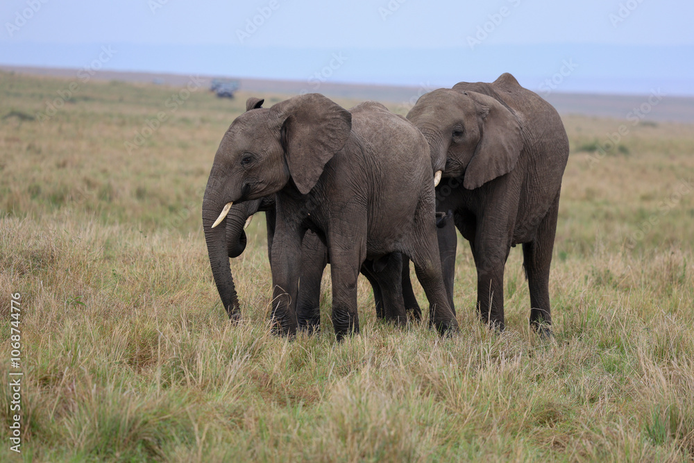 Herd of elephants grazing in African savanna Herd of elephants grazing in African savanna