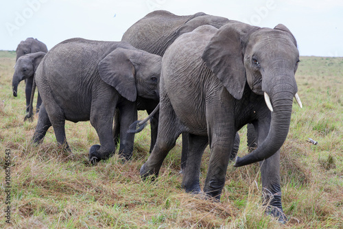 Herd of elephants grazing in African savanna 