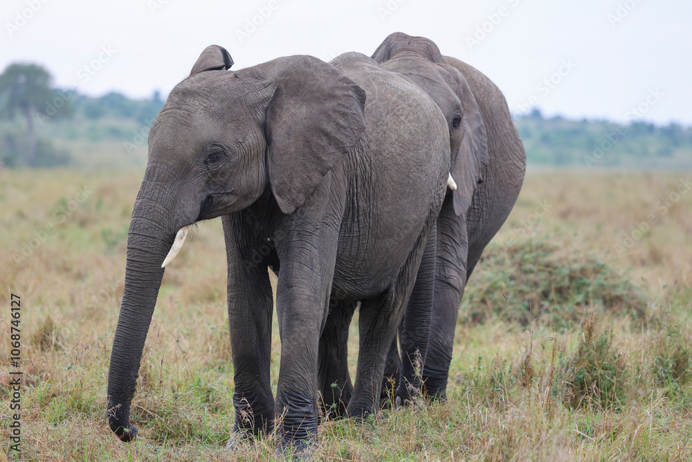 Obraz premium Herd of elephants grazing in African savanna 