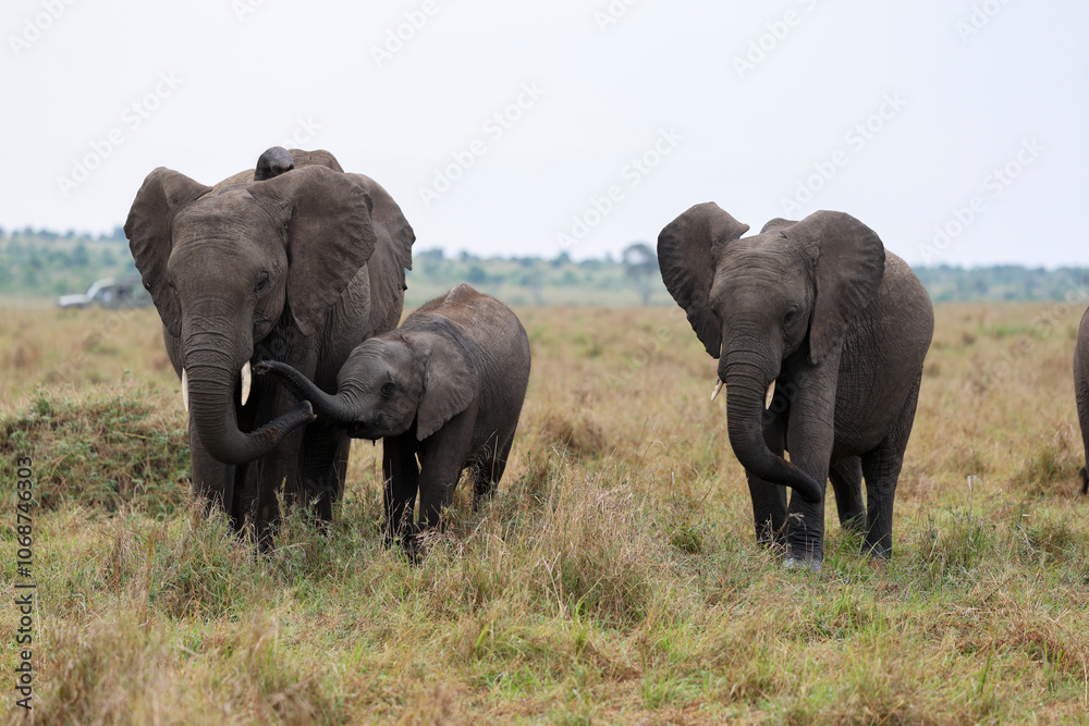 Fototapeta premium Herd of elephants grazing in African savanna 