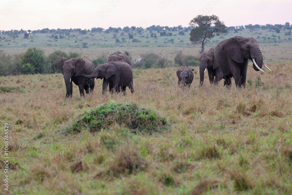 Herd of elephants grazing in African savanna Herd of elephants grazing in African savanna
