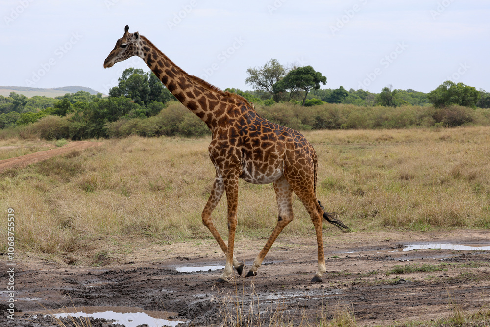Giraffe walking across open Africa savanna landscape Giraffe walking across open Africa savanna landscape