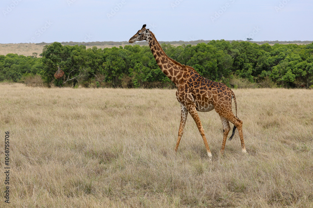 Obraz premium Giraffe walking across open Africa savanna landscape 
