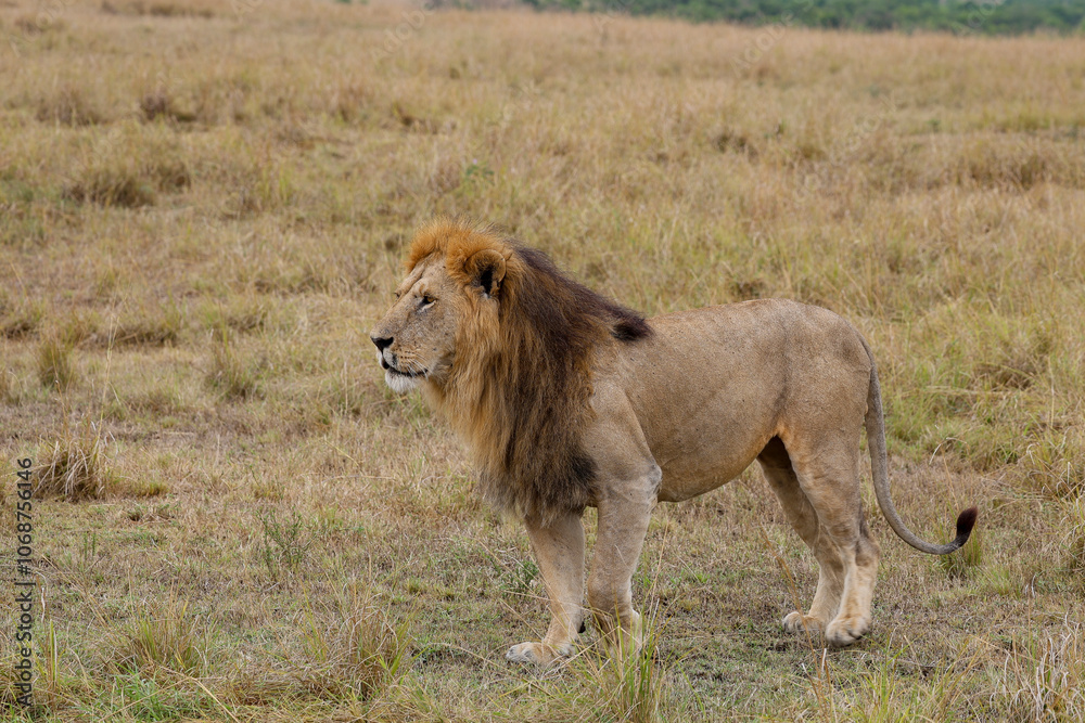 Fototapeta premium Lion walking in grassy field in African savannah 