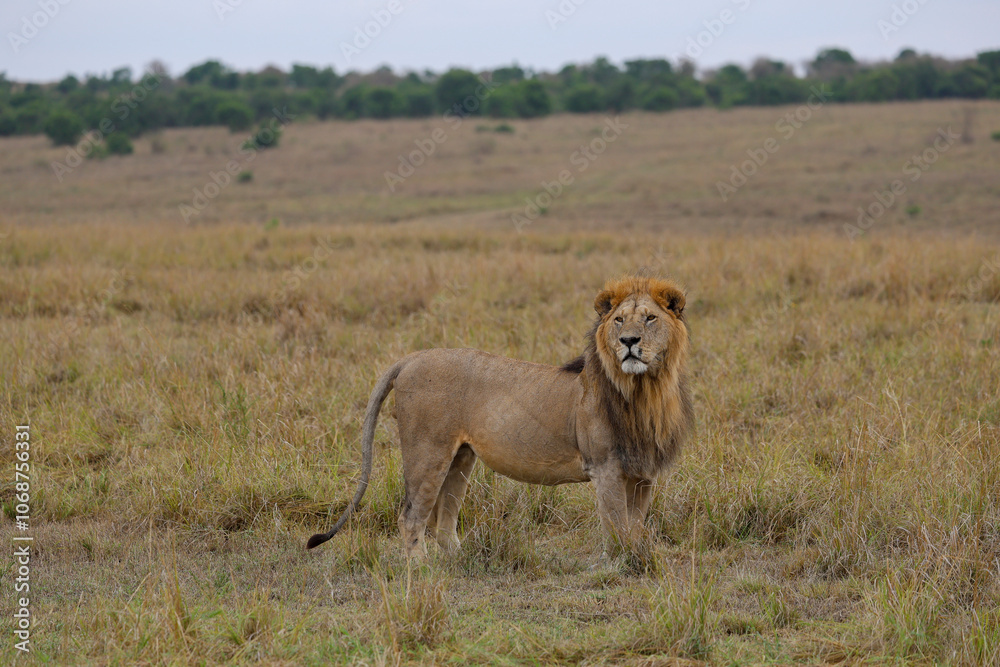 Lion standing in grassy field in African savannah Lion standing in grassy field in African savannah