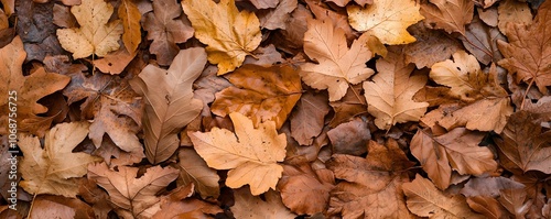 Microorganisms at Work Hidden Fungi in Organic Matter Breaking Down Leaves - Explore Soil Microbiome and Ecosystem Interconnectedness for Nutrient Cycling and Health