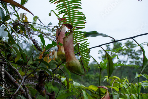 Kantong Semar, Nepenthes photo