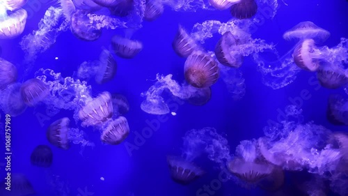 many jellyfishes in aquarium