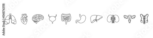 Internal organs. Body inner parts. Isolated body organs vector set.