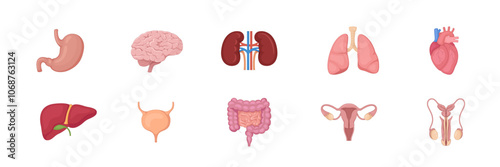 Internal organs in color. Body inner parts. Isolated body organs vector set.