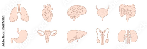 Internal organs. Body inner parts. Isolated body organs vector set.