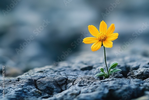 Yellow flower growing from crack in dry rock symbolizing hope and new life