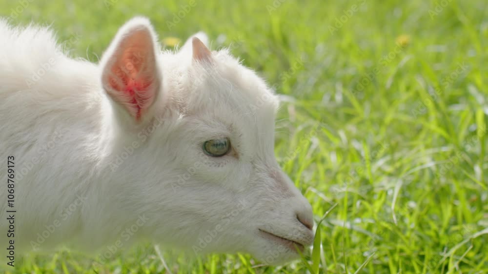 A white baby goat eats green grass A white baby goat eats green grass