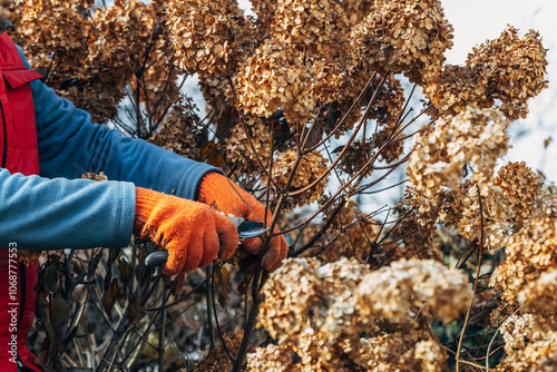 A gardener wearing gloves trims wilted hydrangea flowers before winter photo