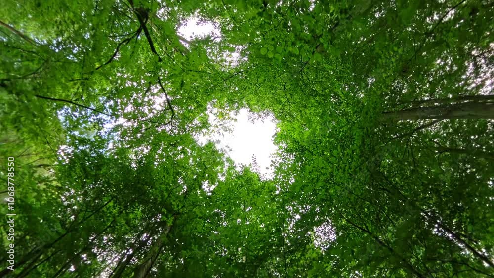 360 Rotating View Of Lush Trees And Vibrant Sky In A Forest