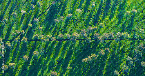 The tea fields in Gia Lai viewed from above are beautiful. Photo taken in Gia Lai on December 25, 2023 photo