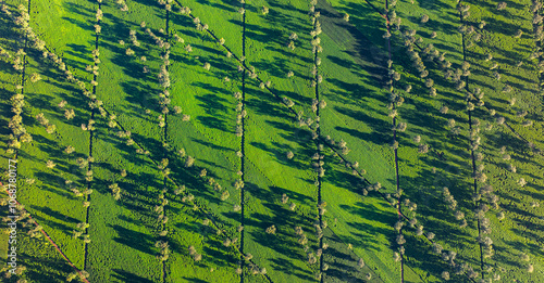 The tea fields in Gia Lai viewed from above are beautiful. Photo taken in Gia Lai on December 25, 2023 photo