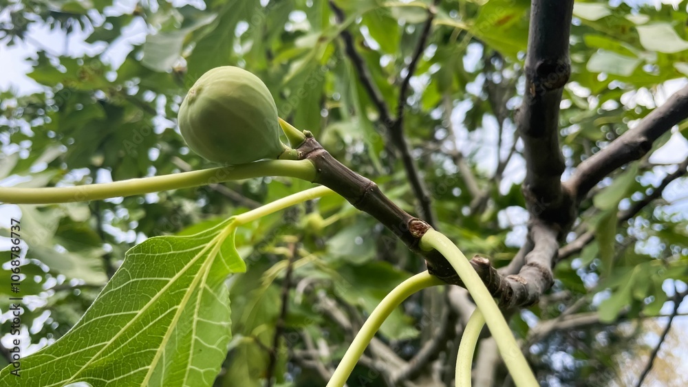 Low angle of a green juicy figs ripening on a tree in the sun Low angle of a green juicy figs ripening on a tree in the sun