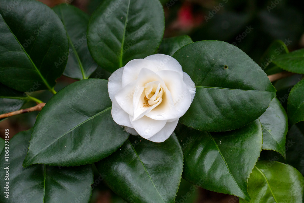 Japanese Camellia (Camellia japonica) in sunny spring. Köln botanical gardens. Japanese Camellia (Camellia japonica) in sunny spring. Köln botanical gardens.