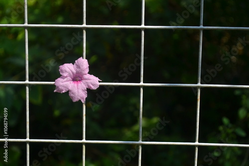 pink Ruellia tuberosa flowers in a garden photo