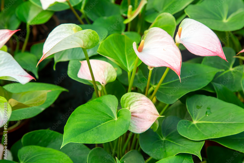 Flamingo flower Anthurium sp. Anthurium andraeanum (Flamingo Flower) The Leaves Flowers.
