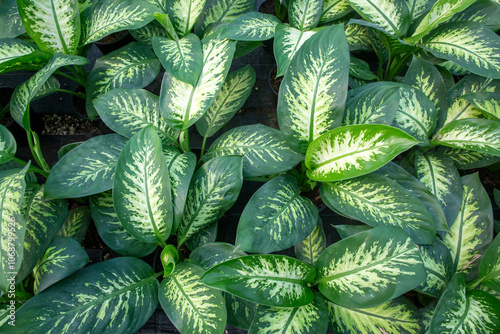 Dieffenbachia plant among greenhouse plants