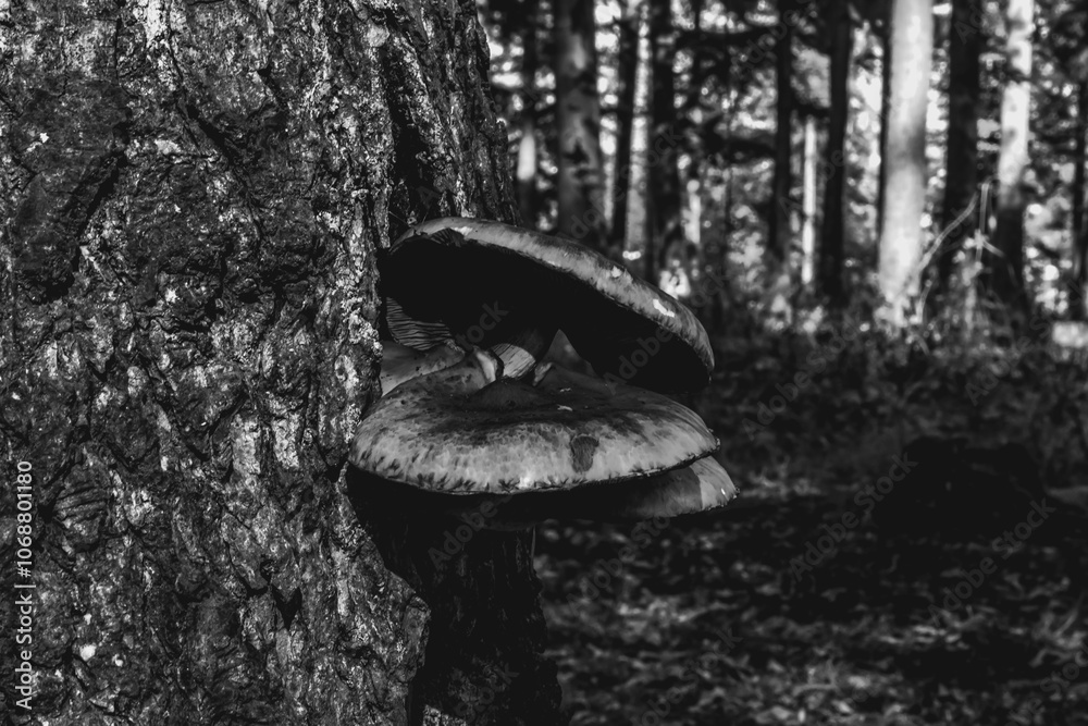 Fototapeta premium Macro - Forest - Europe, Romania, Suceava region