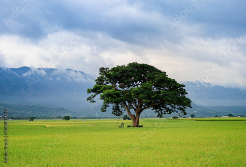 Tree in field of Chishang photo