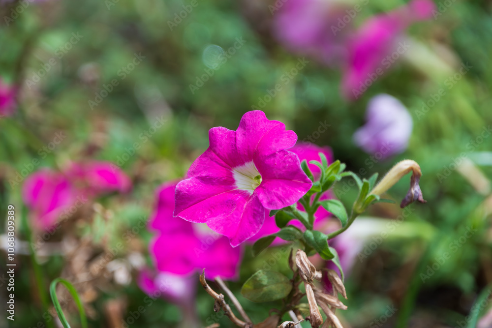 Fototapeta premium Bright Pink Petunia Blooming in the Garden
