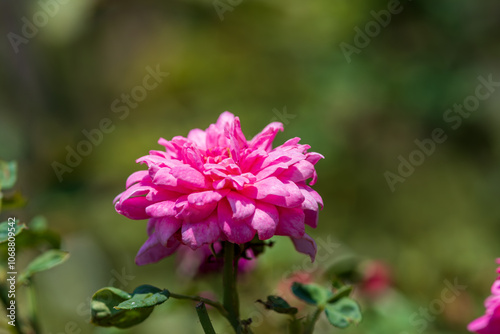 Vibrant Pink Rose in Full Bloom