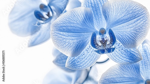 Close up of a blooming blue orchid with backlighting highlighting the delicate petal lines creating a stunning floral texture against a white background