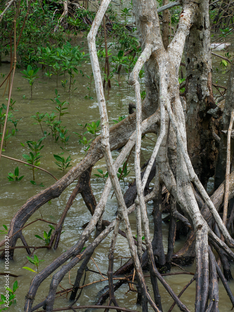 Mangrove ecosystem, mangrove trees, Thailand Mangrove ecosystem, mangrove trees, Thailand