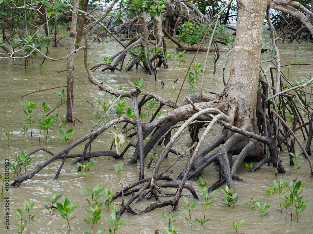 Mangrove ecosystem, mangrove trees, Thailand Mangrove ecosystem, mangrove trees, Thailand
