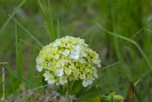 Hydrangea macrophylla, bunga soka, kembang bokor or bunga pancawarana growth in the garden. Green flowers photo