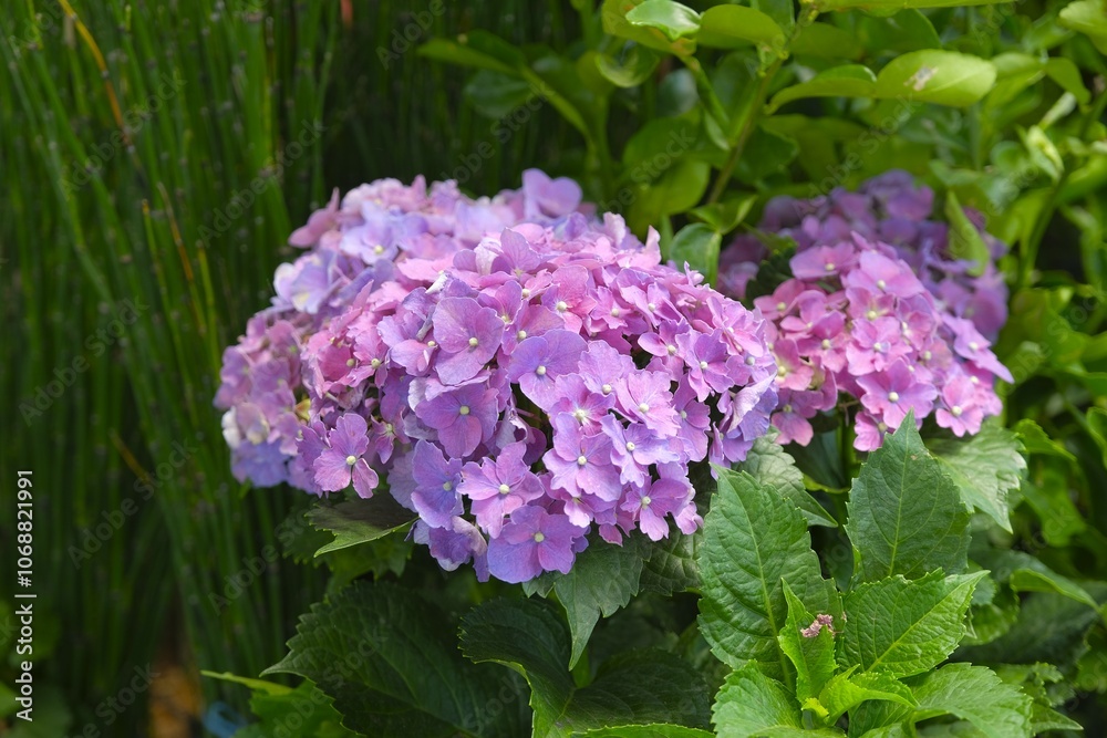 Hydrangea macrophylla, hortensia, bunga soka, kembang bokor or bunga pancawarana growth in the garden. Purple flowers Hydrangea macrophylla, hortensia, bunga soka, kembang bokor or bunga pancawarana growth in the garden. Purple flowers