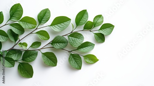 Minimalist arrangement of green leaves on a branch against a clean white background, showcasing natural beauty and simplicity, ideal for eco-friendly, botanical, and wellness themes