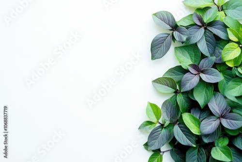 Small shrub with green and purple leaves, isolated on a white background