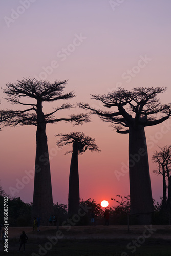 the famous baobab avenue in madagascar near morondova at sundown in south winter photo