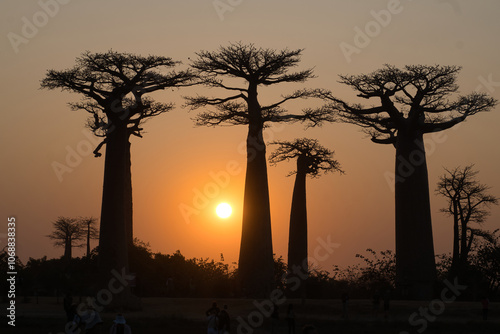 the famous baobab avenue in madagascar near morondova at sundown in south winter
