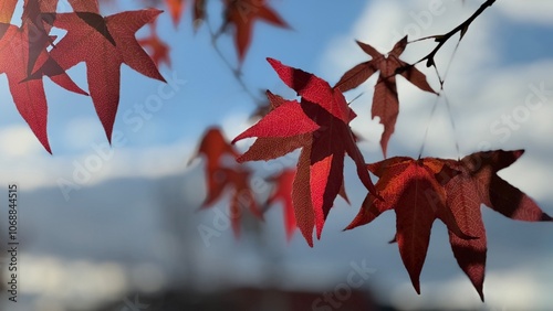 Shady Shades of Red Leaves