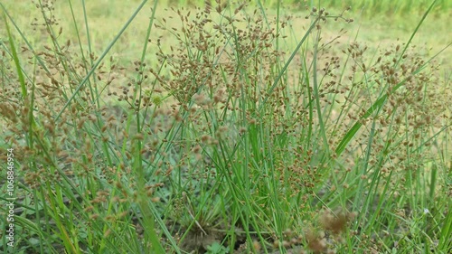 Teki ladang or Cyperus rotundus that grows lush and beautiful.  photo