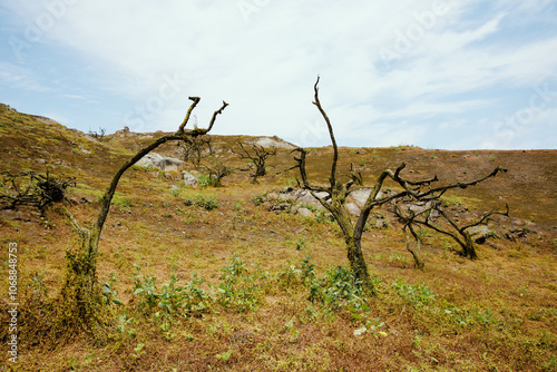 Lomas de Lachay, a National Reserve near Lima, ideal for exploring trails, observing wildlife and enjoying nature and outdoor walks. photo