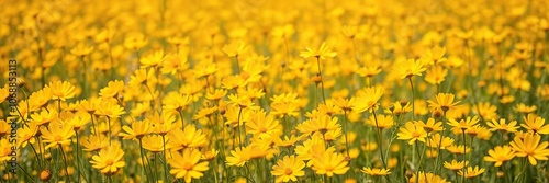 Field of golden cosmos flowers with a slight breeze, causing the delicate petals to sway gently, sunny day, grassy landscape