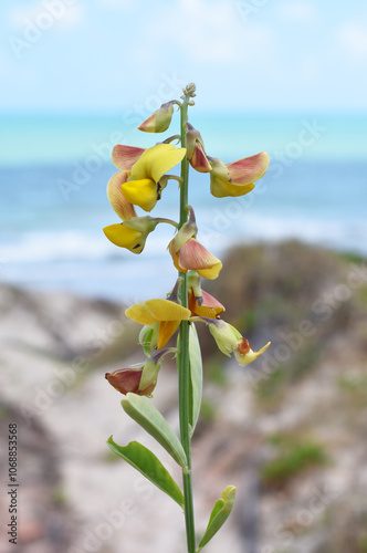 Rattlebox Crotalaria retusa yellow flowers photo