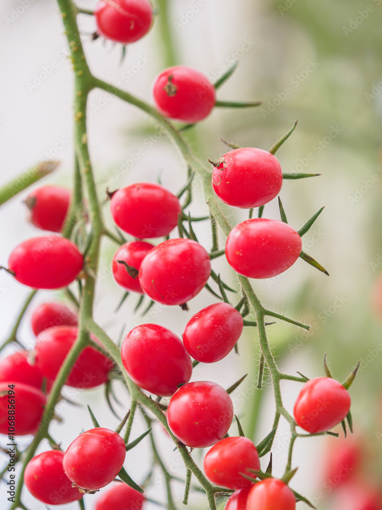 Cherry tomatoes in the greenhouse Cherry tomatoes in the greenhouse