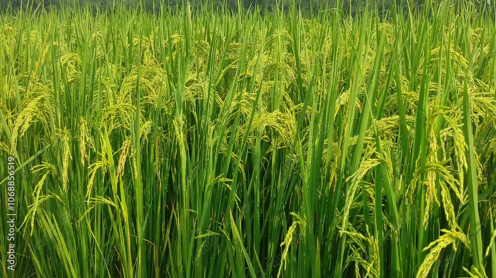 Rice crop ready for harvest. A green paddy field in India. Rice crop ready for harvest. A green paddy field in India.