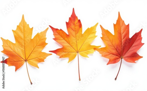 Collection of autumn leaves on white background . maple leaves 