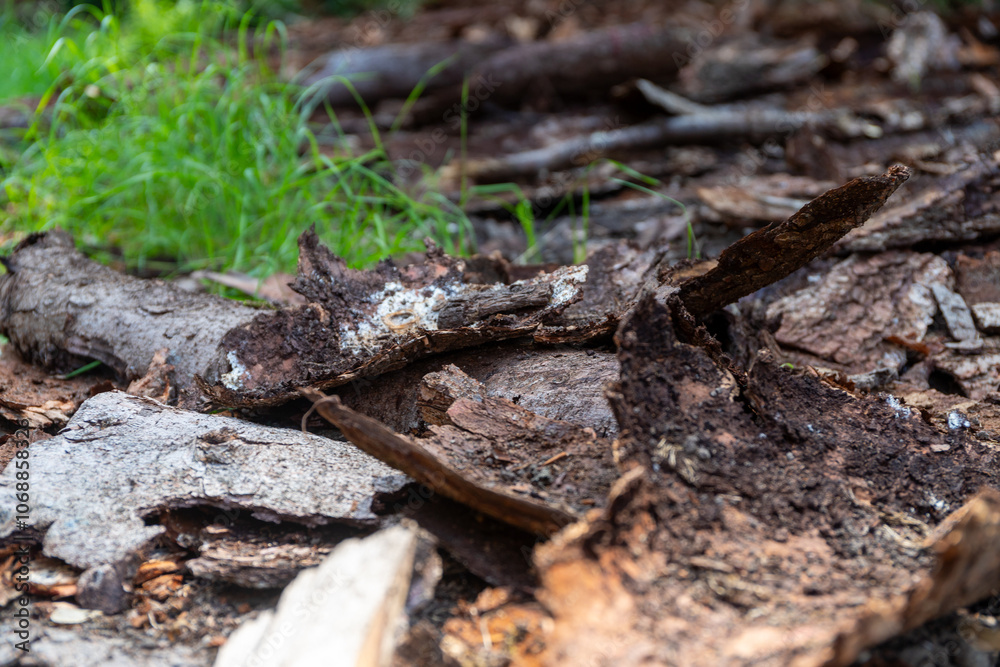 a lot of tree bark as the remains of an old wood store in the forest