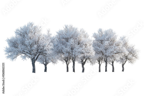 Snowy Trees Winter Landscape Frozen Forest  on transparent background