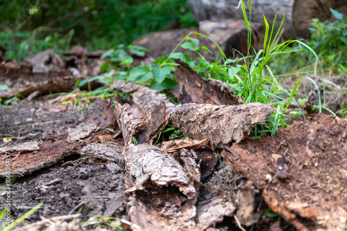 a lot of tree bark as the remains of an old wood store in the forest